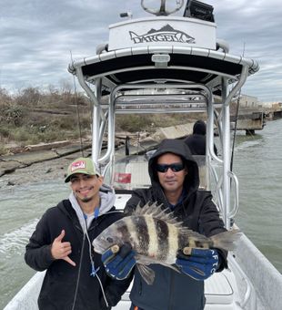 Sheepshead Wonder on Galveston Fishing Charters!